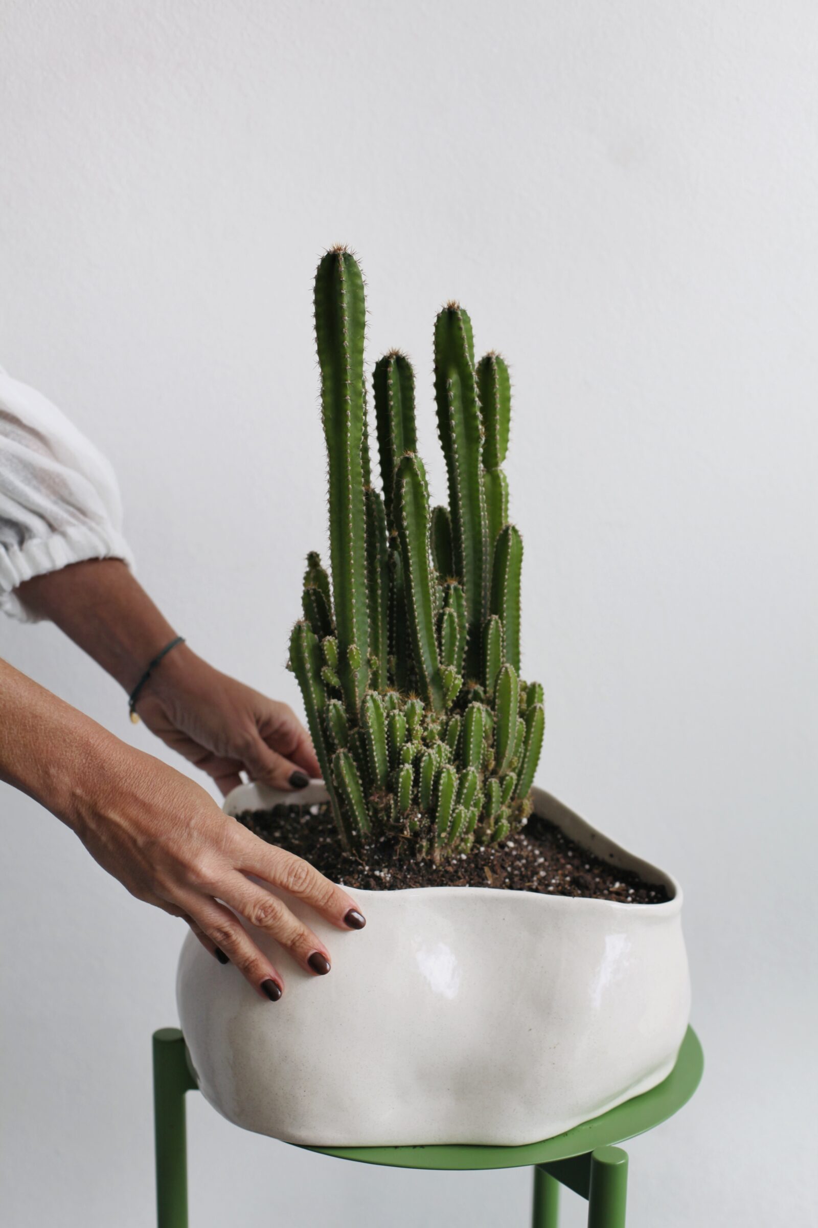 Cactus columnar en maceta cerámica blanca sobre soporte verde, cuidados de suculentas en invierno