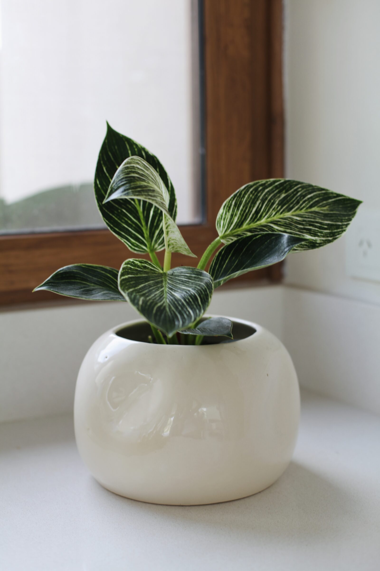 Philodendron Birkin en maceta cerámica blanca junto a ventana con luz natural, cuidados del filodendro