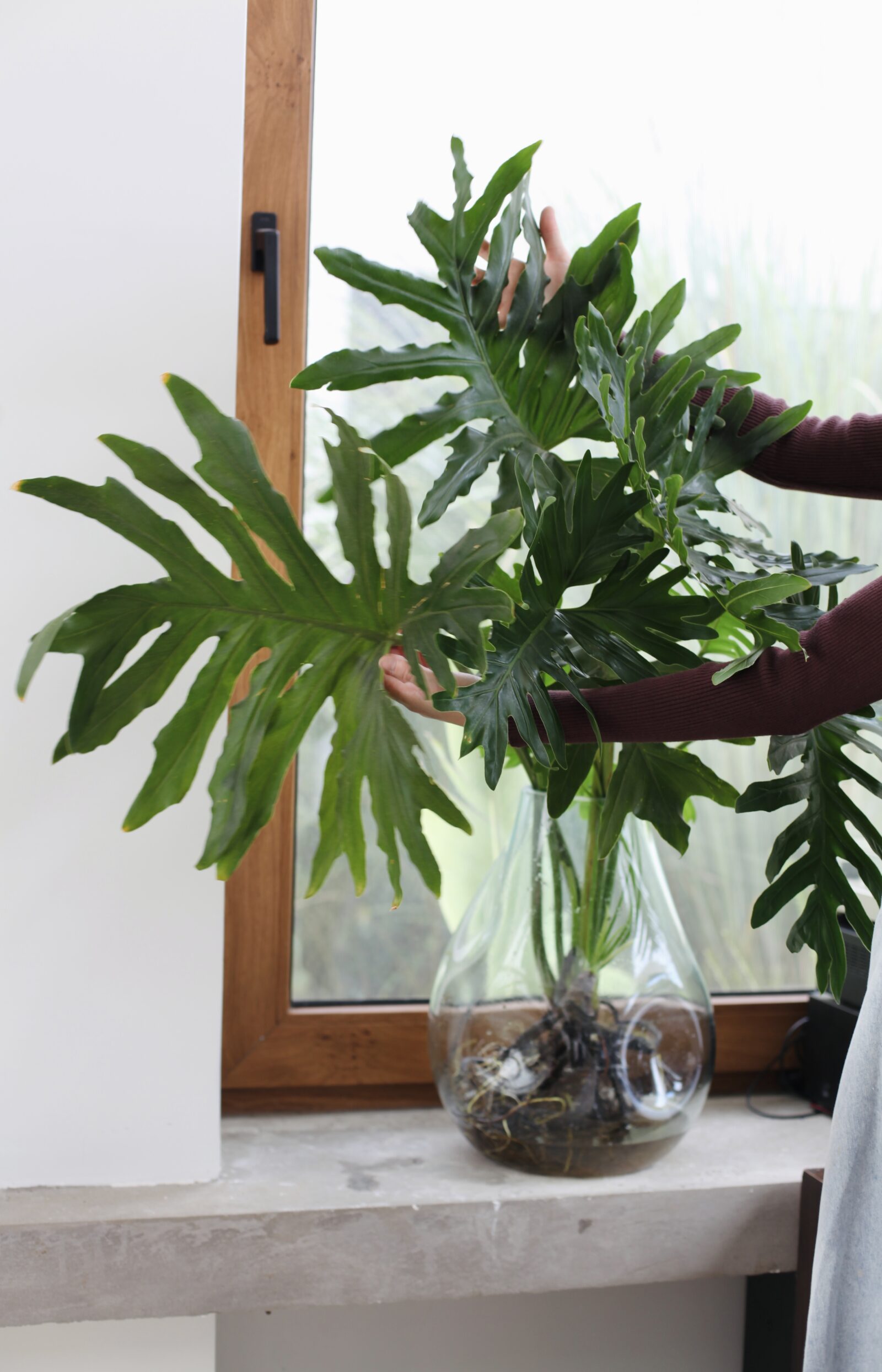 Monstera en jarrón de vidrio con raíces visibles, qué es el sustrato y cómo afecta a las plantas