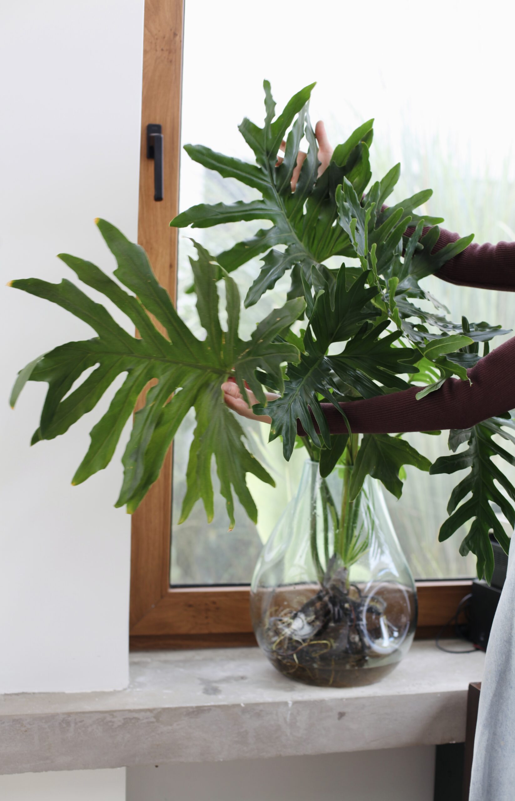 Monstera en jarrón de vidrio con raíces visibles, qué es el sustrato y cómo afecta a las plantas