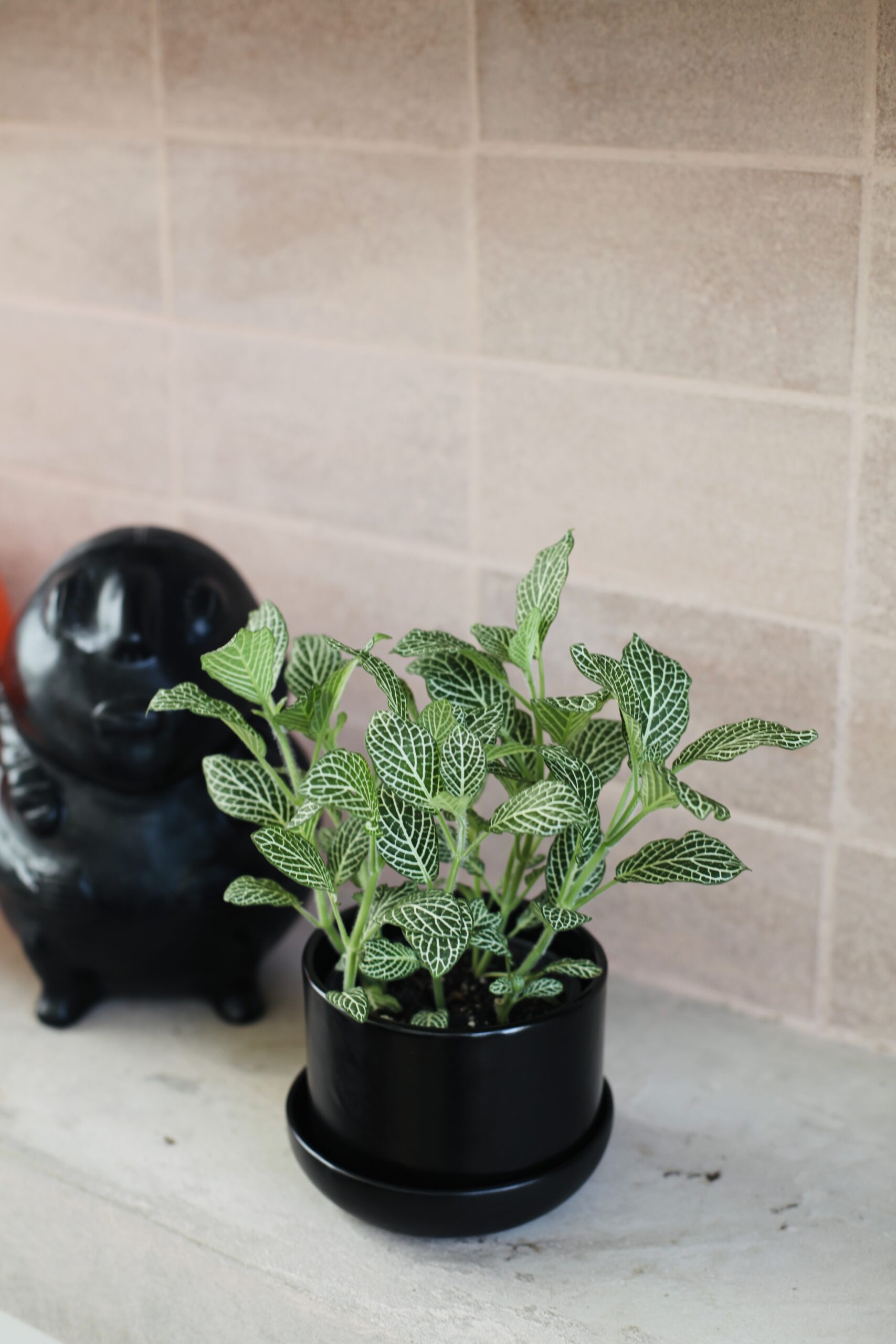 Planta de interior con hojas decorativas en maceta negra cerámica, plantas resistentes para el hogar