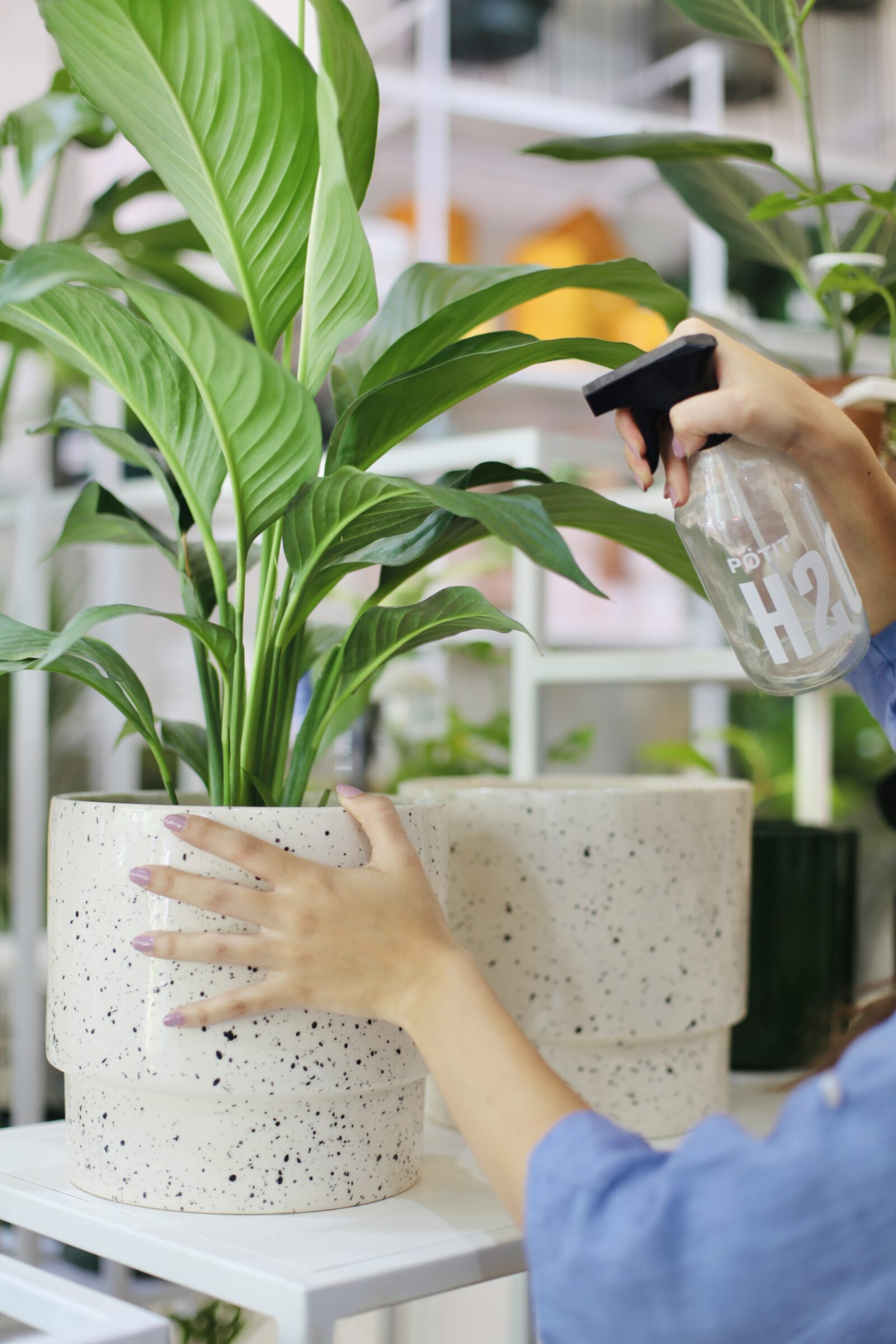 Manos rociando con spray una planta de interior en maceta, guía de riego para plantas de interior